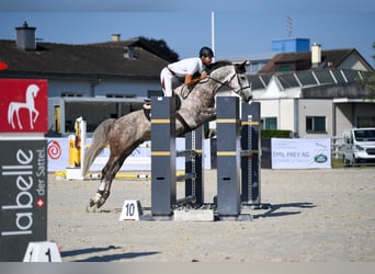 Westfale, Wallach, 6 Jahre, 167 cm, Apfelschimmel