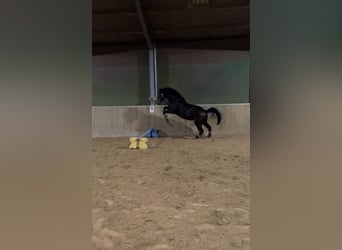 Westfale, Wallach, 6 Jahre, 167 cm, Brauner