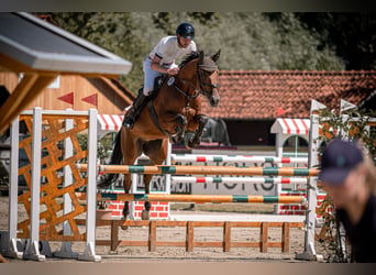 Westfale, Wallach, 6 Jahre, 167 cm, Brauner