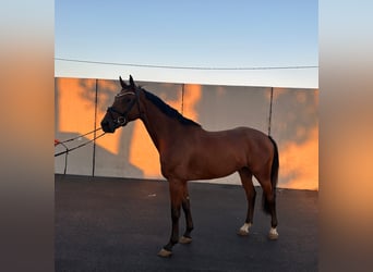 Westfale, Wallach, 6 Jahre, 167 cm, Brauner