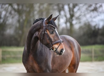 Westfale, Wallach, 6 Jahre, 167 cm, Dunkelbrauner