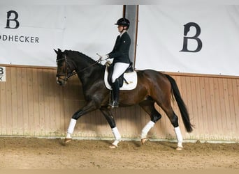 Westfale, Wallach, 6 Jahre, 167 cm, Dunkelbrauner