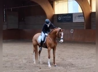 Westfale, Wallach, 6 Jahre, 167 cm, Fuchs