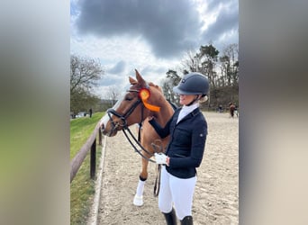 Westfale, Wallach, 6 Jahre, 167 cm, Fuchs