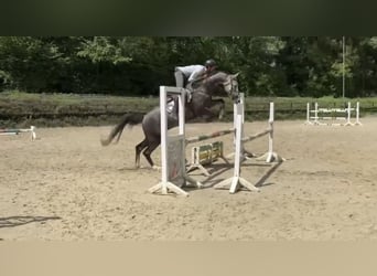 Westfale, Wallach, 6 Jahre, 167 cm, Schimmel