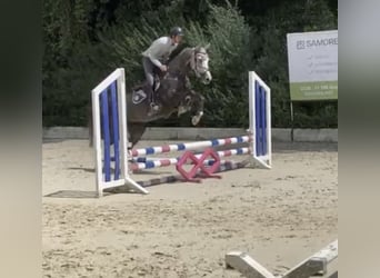 Westfale, Wallach, 6 Jahre, 167 cm