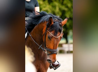 Westfale, Wallach, 6 Jahre, 168 cm, Brauner