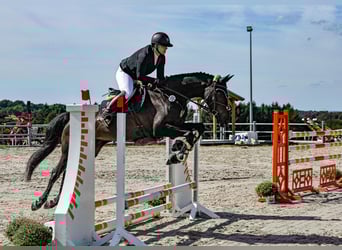 Westfale, Wallach, 6 Jahre, 168 cm, Dunkelbrauner