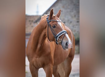 Westfale, Wallach, 6 Jahre, 168 cm, Fuchs