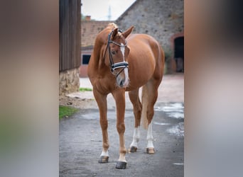 Westfale, Wallach, 6 Jahre, 168 cm, Fuchs