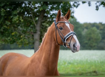 Westfale, Wallach, 6 Jahre, 168 cm, Fuchs