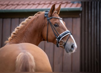 Westfale, Wallach, 6 Jahre, 168 cm, Fuchs