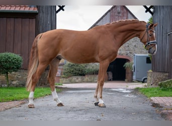 Westfale, Wallach, 6 Jahre, 168 cm, Fuchs