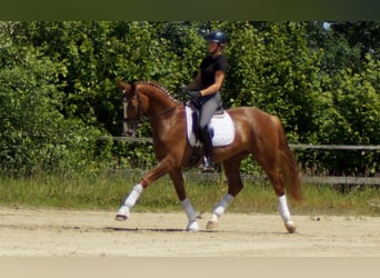 Westfale, Wallach, 6 Jahre, 168 cm, Fuchs