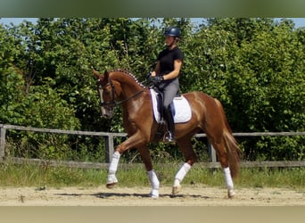 Westfale, Wallach, 6 Jahre, 168 cm, Fuchs