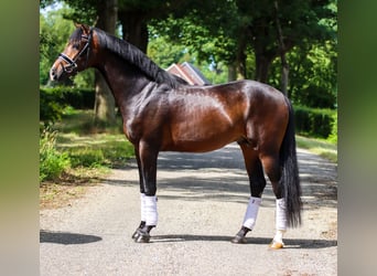 Westfale, Wallach, 6 Jahre, 168 cm, Rappe