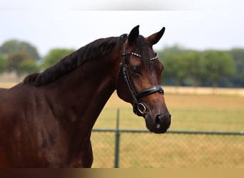 Westfale, Wallach, 6 Jahre, 168 cm, Rappe