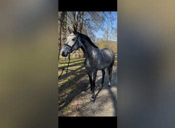 Westfale, Wallach, 6 Jahre, 168 cm, Schimmel