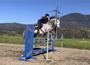 Westfale, Wallach, 6 Jahre, 168 cm, Schimmel