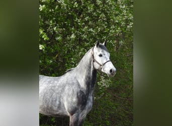 Westfale, Wallach, 6 Jahre, 168 cm, Schimmel