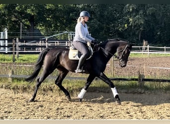 Westfale, Wallach, 6 Jahre, 168 cm, Schwarzbrauner
