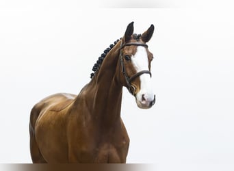 Westfale, Wallach, 6 Jahre, 168 cm