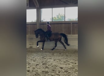 Westfale, Wallach, 6 Jahre, 169 cm, Dunkelbrauner
