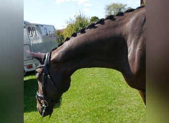 Westfale, Wallach, 6 Jahre, 169 cm, Dunkelbrauner