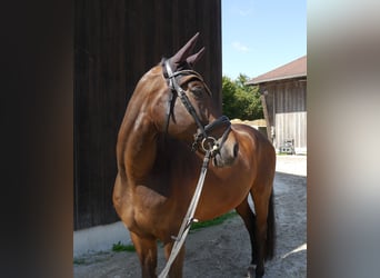 Westfale, Wallach, 6 Jahre, 169 cm, Dunkelbrauner