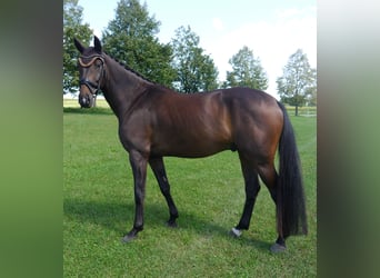 Westfale, Wallach, 6 Jahre, 169 cm, Dunkelbrauner