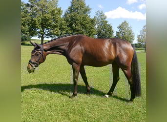 Westfale, Wallach, 6 Jahre, 169 cm, Dunkelbrauner