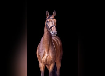 Westfale, Wallach, 6 Jahre, 169 cm, Dunkelbrauner