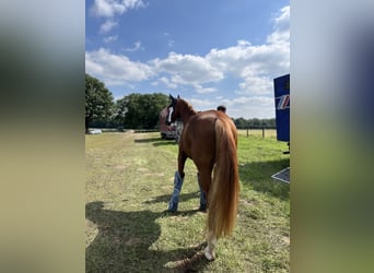 Westfale, Wallach, 6 Jahre, 169 cm, Fuchs