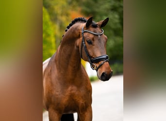 Westfale, Wallach, 6 Jahre, 169 cm, Rotbrauner
