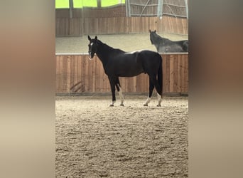 Westfale, Wallach, 6 Jahre, 169 cm, Schwarzbrauner