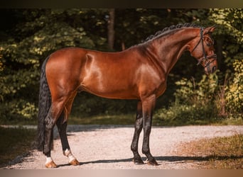 Westfale, Wallach, 6 Jahre, 170 cm, Brauner