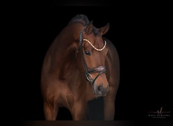 Westfale, Wallach, 6 Jahre, 170 cm, Brauner