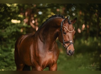 Westfale, Wallach, 6 Jahre, 170 cm, Brauner