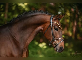 Westfale, Wallach, 6 Jahre, 170 cm, Brauner
