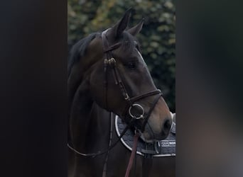 Westfale, Wallach, 6 Jahre, 170 cm, Brauner