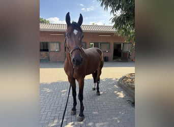 Westfale, Wallach, 6 Jahre, 170 cm, Brauner