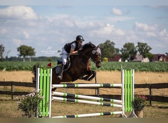 Westfale, Wallach, 6 Jahre, 170 cm, Dunkelbrauner