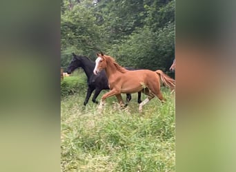 Westfale, Wallach, 6 Jahre, 170 cm, Fuchs