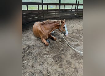 Westfale, Wallach, 6 Jahre, 170 cm, Fuchs