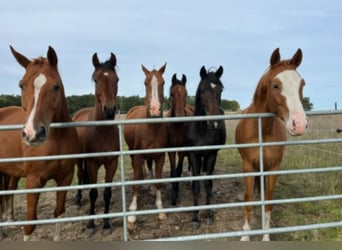 Westfale, Wallach, 6 Jahre, 170 cm, Fuchs