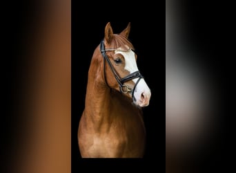 Westfale, Wallach, 6 Jahre, 170 cm, Fuchs