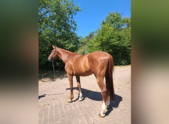 Westfale, Wallach, 6 Jahre, 170 cm, Fuchs