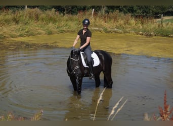 Westfale, Wallach, 6 Jahre, 170 cm, Rappe
