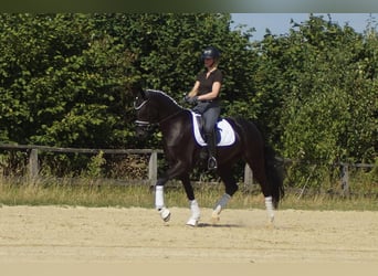 Westfale, Wallach, 6 Jahre, 170 cm, Rappe