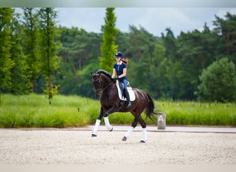 Westfale, Wallach, 6 Jahre, 171 cm, Dunkelbrauner